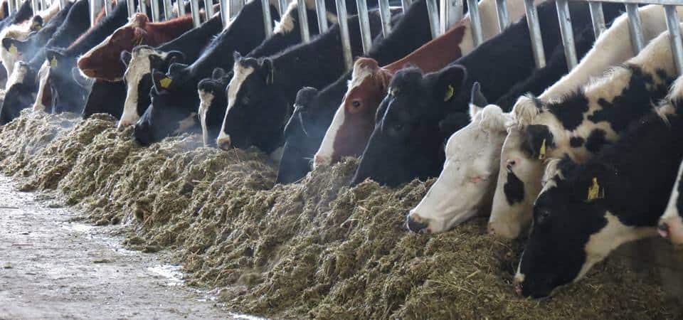 Mawley Heard eating their food