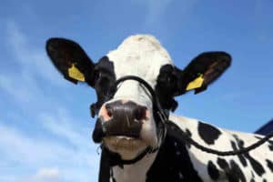 Wilma-cow-Mawley- Town- Farm