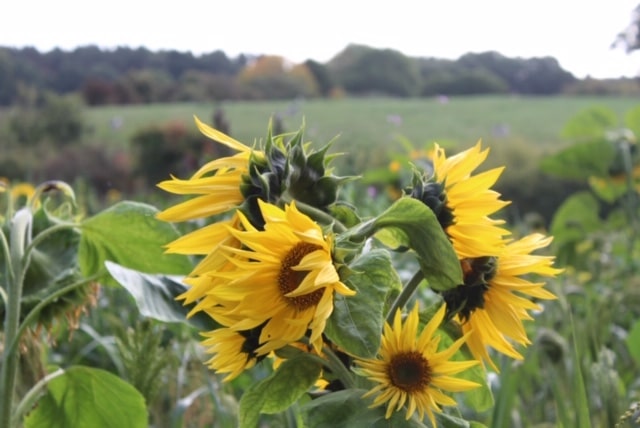 Sunflowers as part of our countryside stewardship