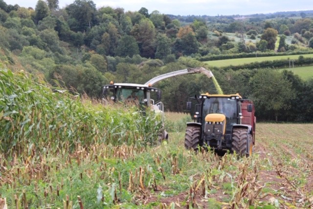 Maize harvesting with JCB Fastrac and Claas forager