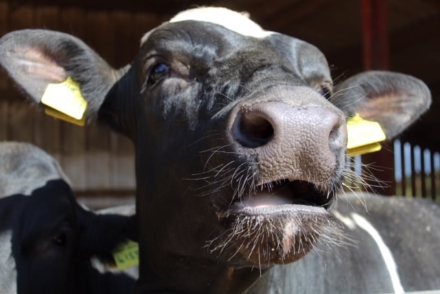 Roaring bull making his presence known