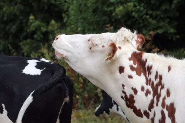 Mawley Holsteins moo!