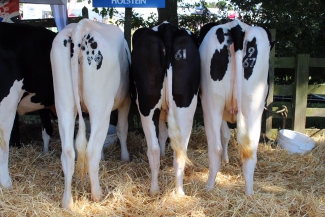 Mawley Holsteins at Burwarton Show