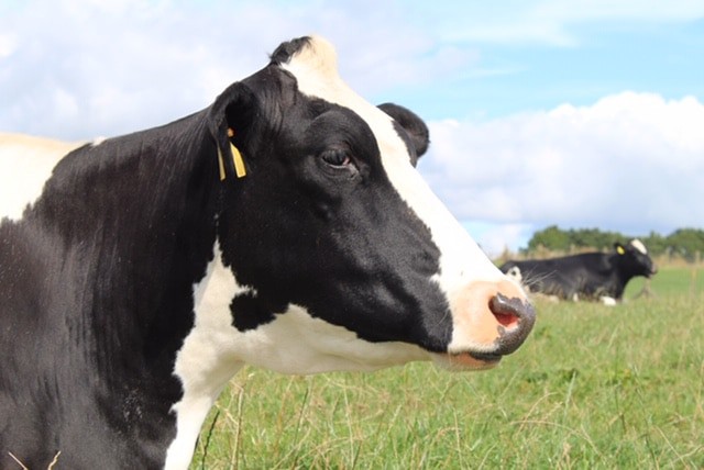 Mawley Holsteins