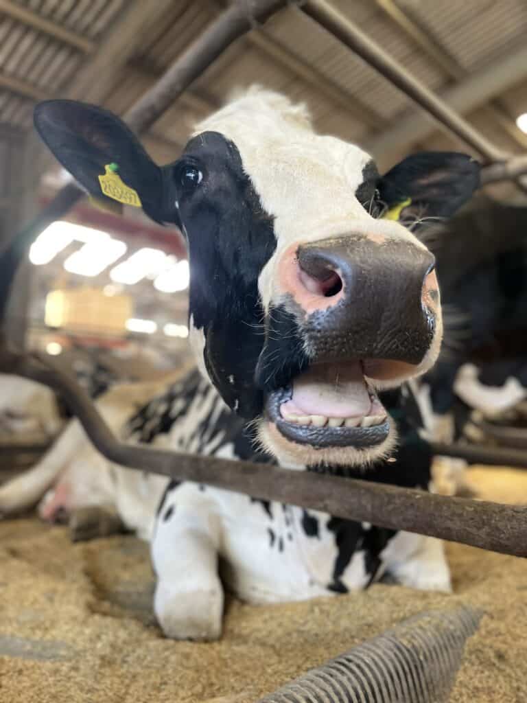 relaxed wilma the cow